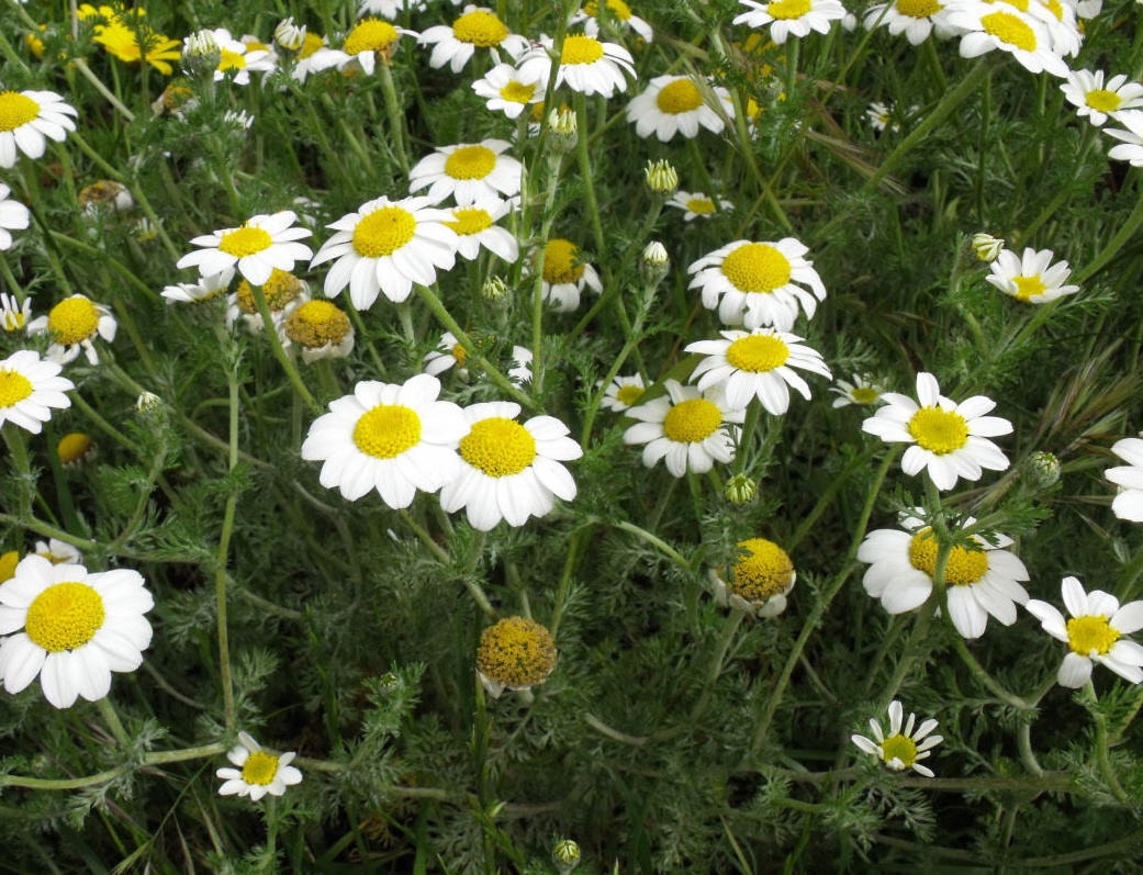 Anthemis sp.